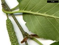 SpeciesSub: subsp. utilis SpeciesSub: subsp. utilis